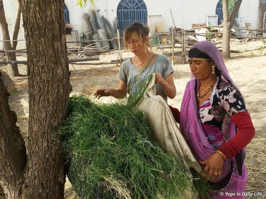 Salad for horses in their night field stall